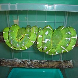 C.caninus. Pareja (11).JPG