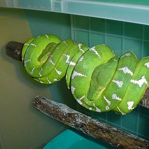 C.caninus. Pareja (21).JPG