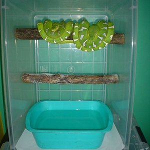 C.caninus. Pareja (17).JPG