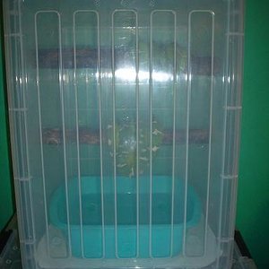 C.caninus. Pareja (25).JPG