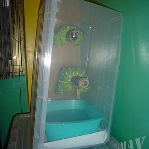 C.caninus. Pareja (26).JPG