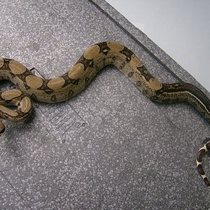 boa c. i. hembra striped01.JPG