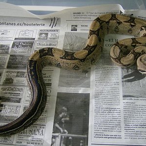 boa c. i. hembra striped02.JPG