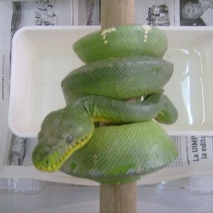 c. caninus hembra00.JPG