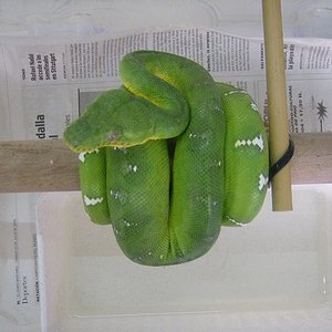 c. caninus macho03.JPG