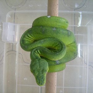 c. caninus macho04.JPG