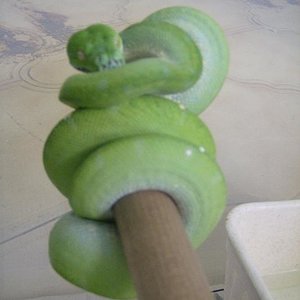 morelia v. aru01.JPG