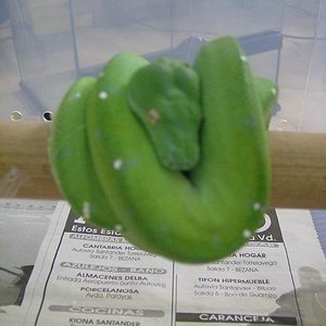 morelia v. aru02.JPG