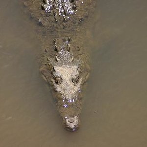 Costa Rica  coco2.JPG