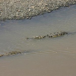 Costa Rica coco 3.JPG