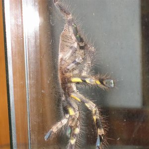 poe 017 (Medium).jpg