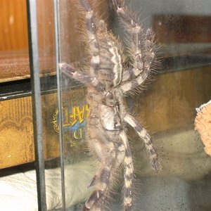 poe 018 (Medium).jpg