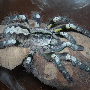 Poecilotheria regalis.jpg