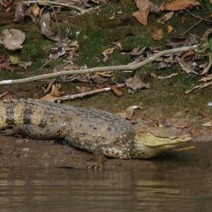 Costa Rica  caiman 2.JPG