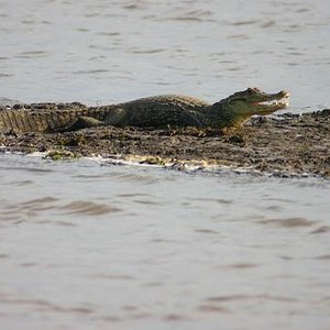 Costa Rica  caiman 3.JPG