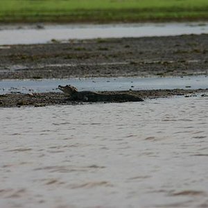Costa Rica  caiman 4.JPG