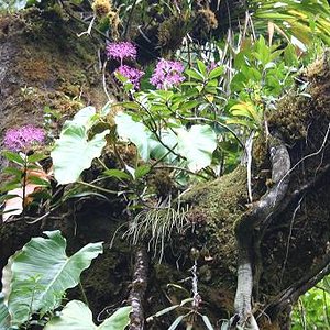 Costa Rica ideas para decorar.JPG