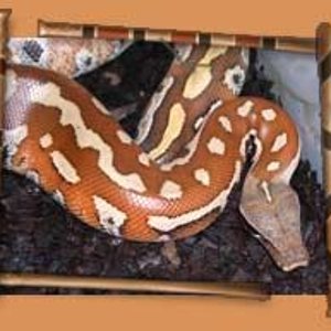 Brongersmai madre.jpg