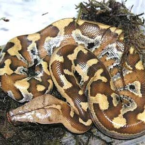 Brongersmai baby.jpg