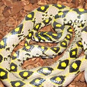 elaphe mandarina.JPG