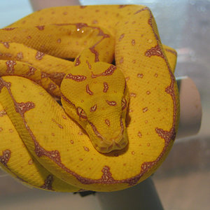 Resized Viridis 015.jpg