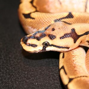 spiderkop (Small).JPG