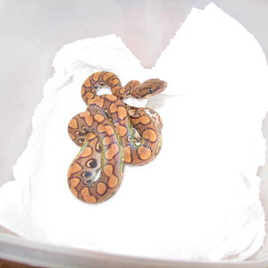 epicrates cenchria cenchria.JPG