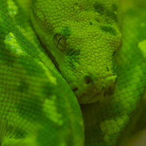 Morelia viridis adulto.jpg