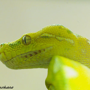 Morelia viridis juvenil.jpg