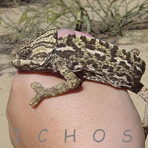 M adulto cabreado.jpg