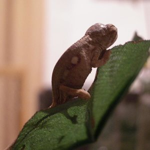 MONTA 16.03.2006 037.jpg