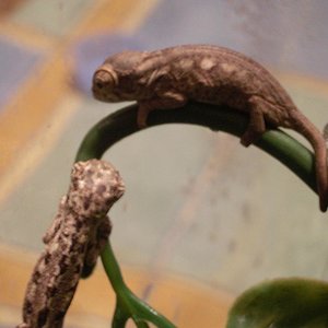 MONTA 16.03.2006 038.jpg