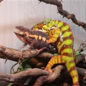 MONTA 16.03.2006 033 (WinCE).jpg