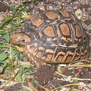 Geochelone pardalis.jpg