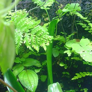 TERRARIO GRANDEI.JPG8.JPG