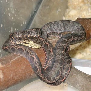 Imagen 008 (Medium).jpg