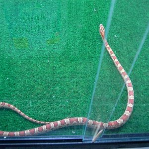 g. col. normal hetro okeete.JPG