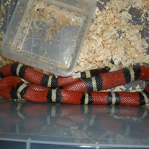 nelsoni hembra primy julio.jpg