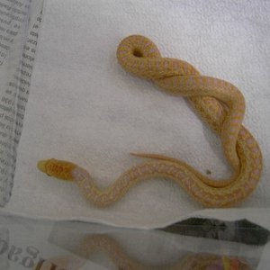 pitophis applegate macho mio 1.JPG