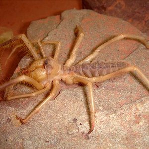 Galeodes granti p.jpg