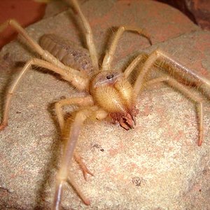 Galeodes granti2 p.jpg