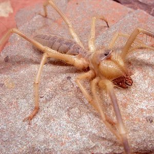 Galeodes granti3 p.jpg