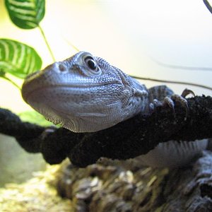 varanus tristis -face-.JPG