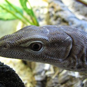 varanus tritis 3.JPG