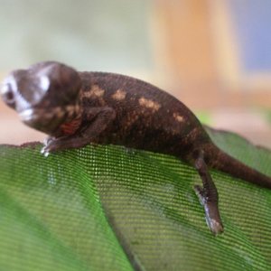 MONTA 16.03.2006 057.jpg