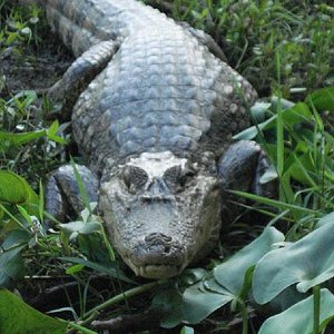 caiman.JPG