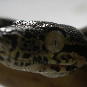 MONTA 16.03.2006 019.jpg