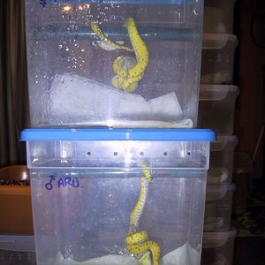 Viridis Babys 15-10-06 2(small).jpg