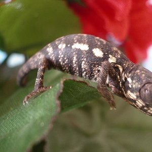 MONTA 16.03.2006 067.jpg