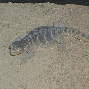 picture 008 (Medium).jpg